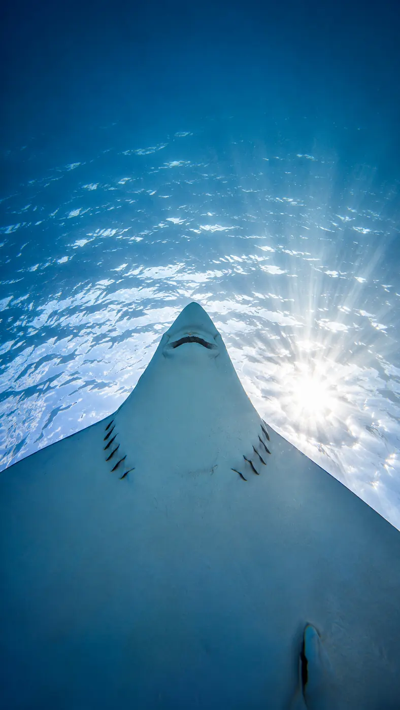 Ray swimming through sunlight underwater
